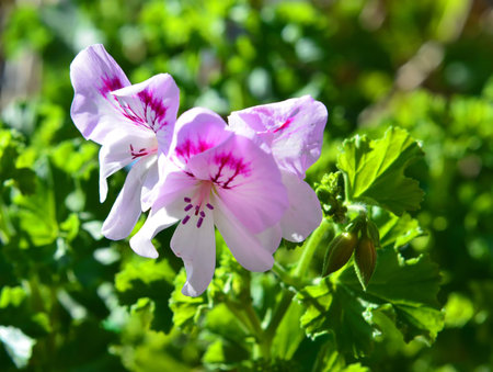 Pelargonium in the garden
