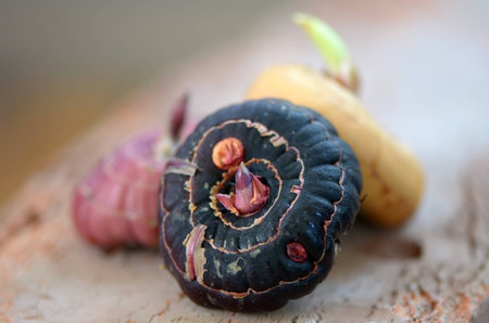 Gladoolus bulbs macro
