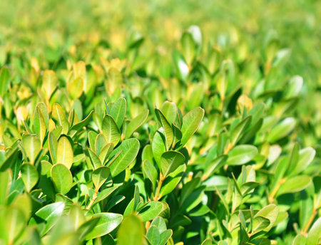 Boxwood natural background