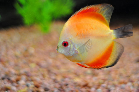 Discus, the American cichlid fishの写真素材