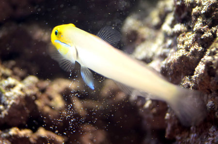 Gold head goby fish (Valenciennea strigata) filtering sand  through gills.  Habitat this type of fish - the Indian Ocean and western Pacific.の写真素材