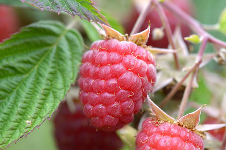 Raspberries, close-up shooting