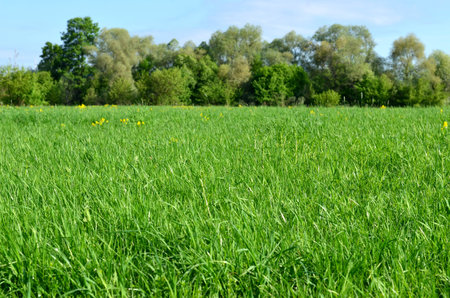 Green meadow with yellow flowers and treesの写真素材