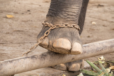 A suffering elephant in elephant kraal pavilion ayutthaya Thailand