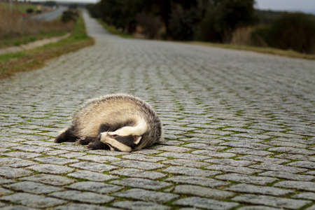 Dead Badger on cobble stone roadの写真素材