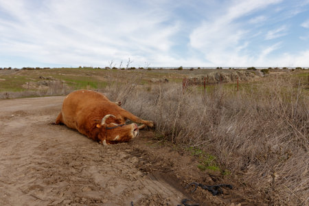 Dead cow at the side of the road in Extremadura Spainの写真素材
