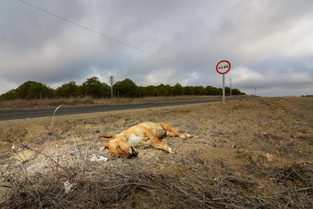 Dead dog at the side of the road in Portugal