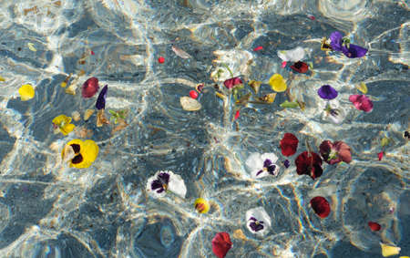 Pansy flower petals floating water in a poolの写真素材
