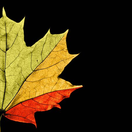 Maple leaf showing different seasons by colors, isolated on black, high detailの写真素材