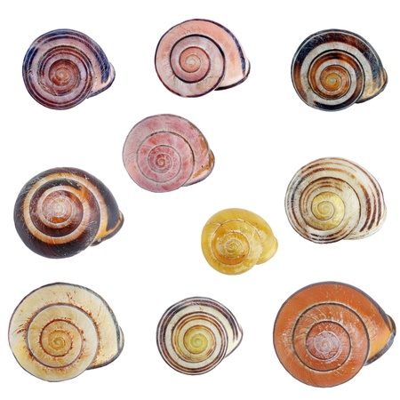Set of snail shells isolated on white の写真素材