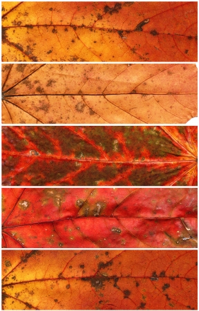 Set of banners made from autumn leaves  Design element  Isolated の写真素材