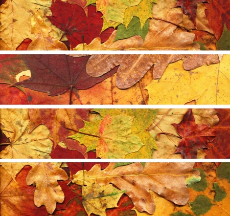 Set of banners made from autumn leaves. Design element. Isolated.の写真素材