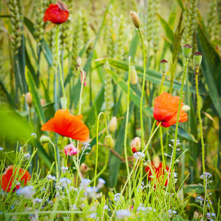 Poppy flowers close-up in a fieldの写真素材