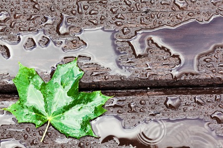Wet wooden floor during rain with a fallen leaf, abstract backgroundの写真素材