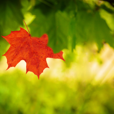 Maple leaves out of focus, design detailの写真素材