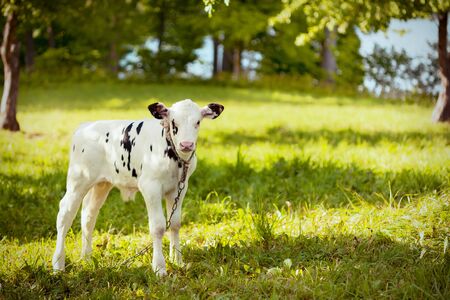 Very young bullcalf in farmの写真素材