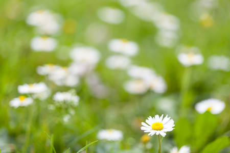 Daisy flowers on a green grass, shallow focusの写真素材