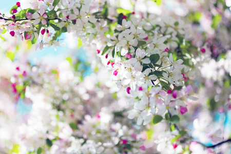 Blossoming tree in spring, beatiful backgroundの写真素材