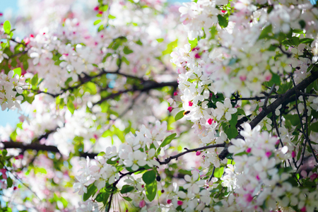Blossoming tree in spring, beatiful backgroundの写真素材