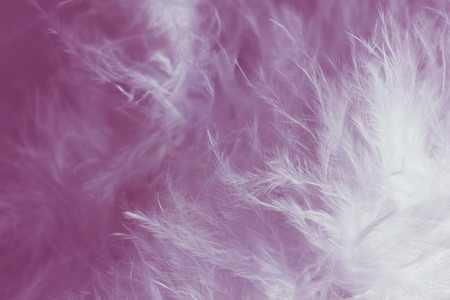 Abstract feather background, great for designの写真素材