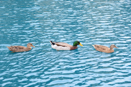 Beautiful ducks swimming on a pondの写真素材