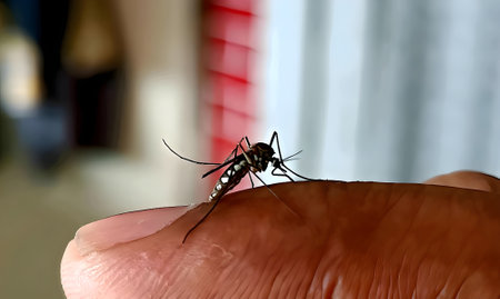 mosquito sucking blood on human finger, close-up.の写真素材