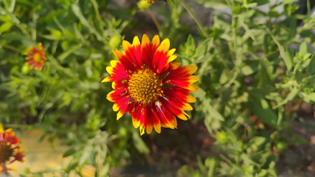 Beautiful red and yellow flower of Gaillardia pulchellaの写真素材