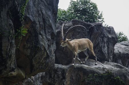 Coat jump wellの写真素材