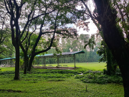 autumn forest trees. nature green wood  backgrounds.の写真素材