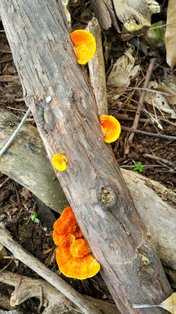Yellow Mushrooms growing on the decayed wood