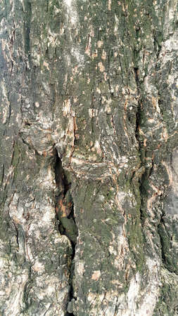 wood skin taxture and wood taxture detail of surface is identityの写真素材