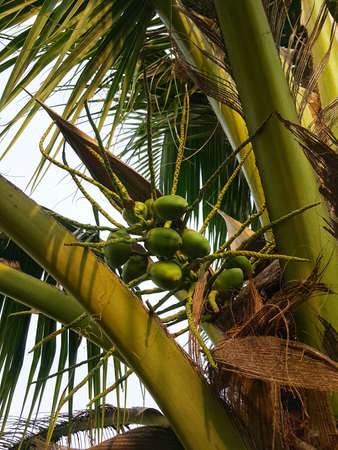 composition coconut cluster on coconut treeの写真素材