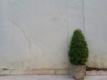 Pot tree and wall cracksの写真素材