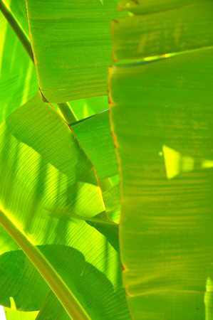 Line and shadow on bright green leaves backgroundの写真素材