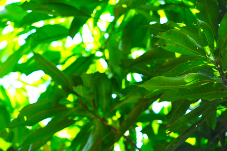 Line and shadow on bright green leaves backgroundの写真素材