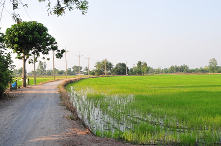 Green rice field on natural backgroundの写真素材
