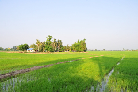 Green rice field on natural backgroundの写真素材