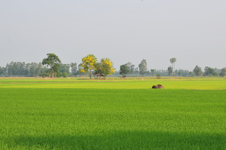 Green rice field on natural backgroundの写真素材