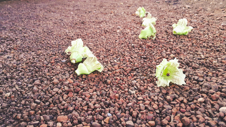 Little flowers  on small stone floor backgroundの写真素材