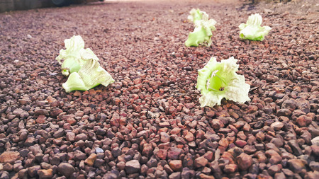Little flowers  on small stone floor backgroundの写真素材