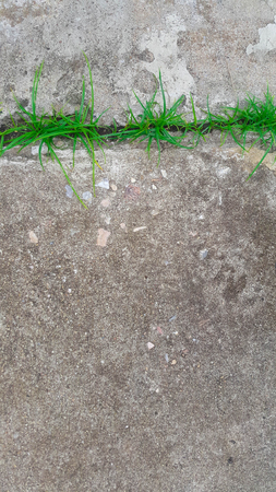 Grass growing in cracks of sidewalks.の写真素材