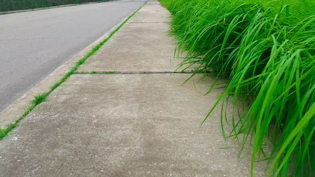green grass grows along the sidewalk,  green grass backgroundの写真素材
