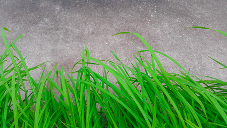Top view green grass grows along the sidewalk,  green grass backgroundの写真素材