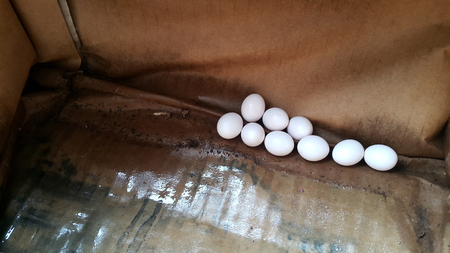 unknow white animal eggs in boxの写真素材