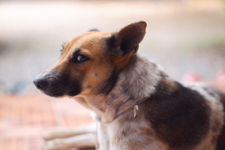 Closed up Thai dog brown and white colors  sleep on brown floor , blurred backgroundの写真素材