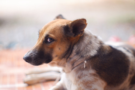 Closed up Thai dog brown and white colors  sleep on brown floor , blurred backgroundの写真素材