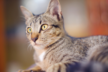 Closed up Thai cat grey and white colors  sleep on floor , blurred backgroundの写真素材