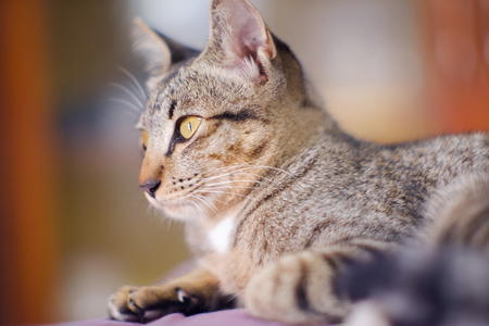 Closed up Thai cat grey and white colors  sleep on floor , blurred backgroundの写真素材