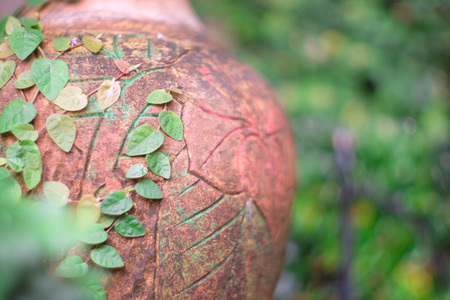 Close-up of ficus pumila  on the surface of old pottery , focus and shallow depth of fieldの写真素材