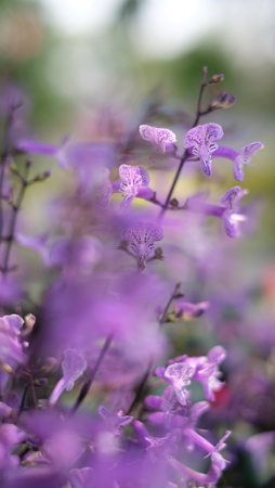 Blurred foreground colorful speckled spur flower growing and blooming in the thailand gardenの写真素材